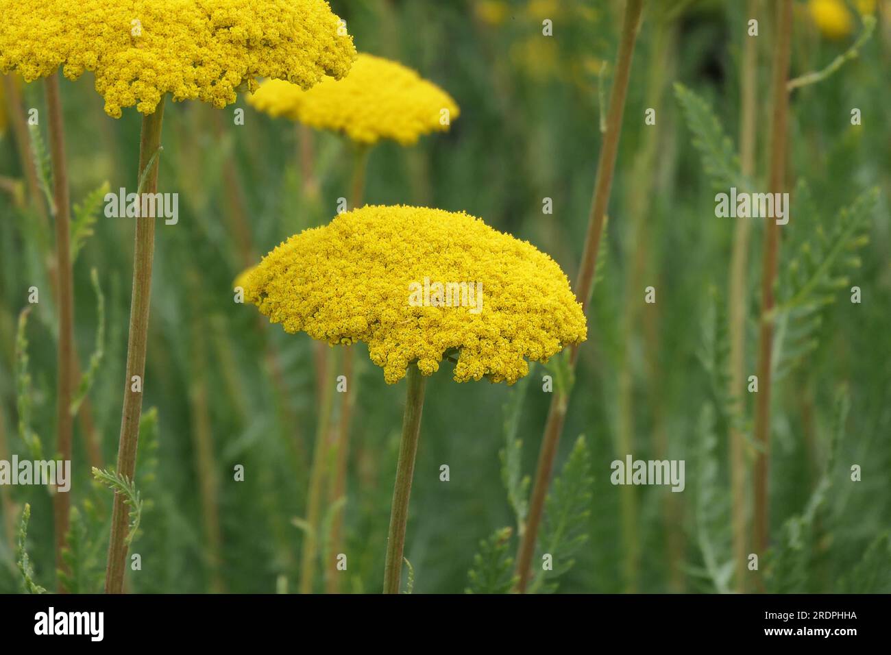Closeup of the yellow flat shaped flowers of the flowering herbaceous garden perennial achillea filipendulina parker's variety or Yarrow. Stock Photo