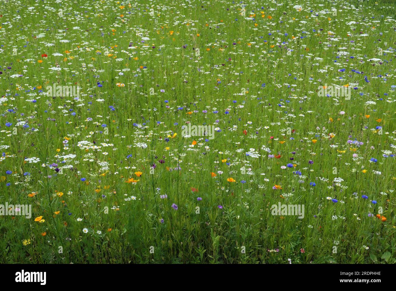 Closeup of flowering wildflowers seen in a garden wildflower meadow ...