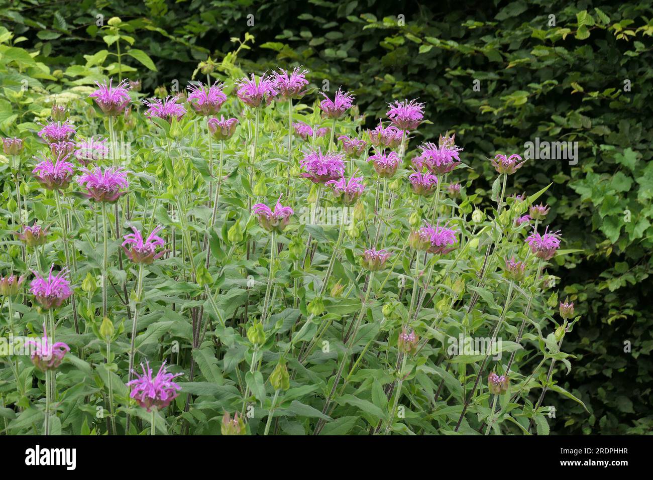 Closeup of the flowering herbaceous garden perennial monarda violet queen or Bergamot Bee balm. Stock Photo
