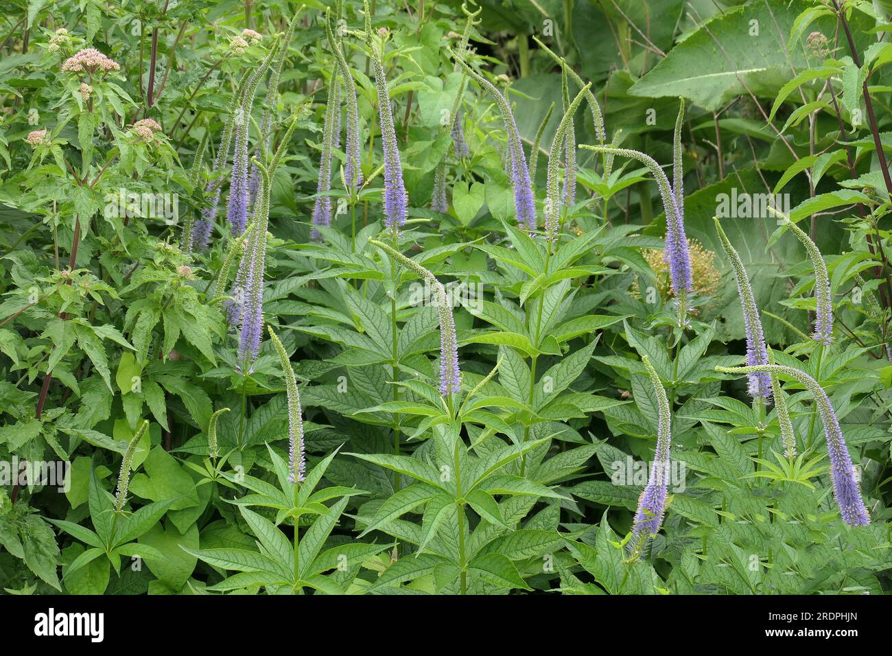 Closeup of the purple blue flowering herbaceous perennial garden plant veronicastrum virginicum apollo or Culver's root. Stock Photo