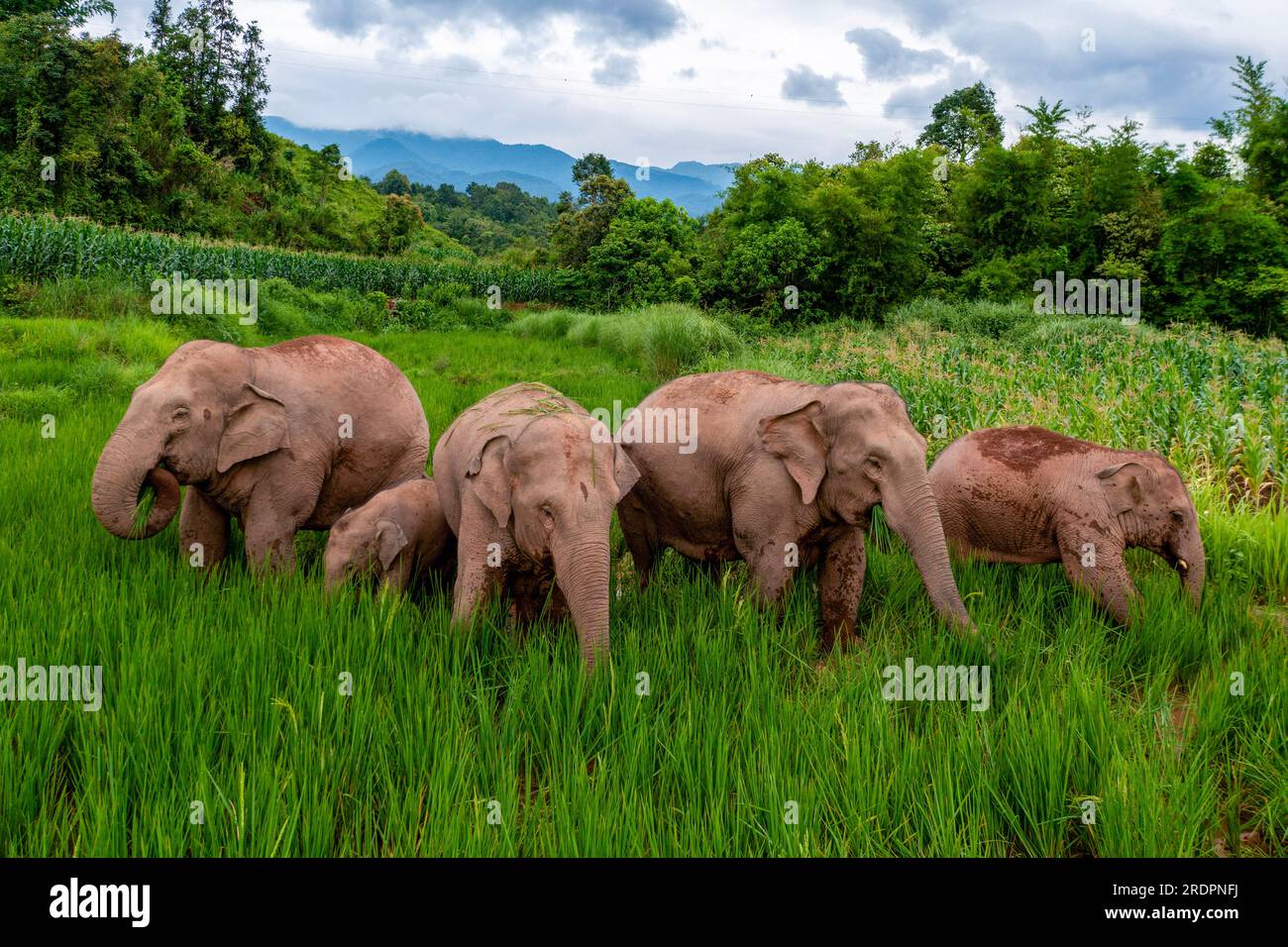 (230723) -- JIANGCHENG, July 23, 2023 (Xinhua) -- This aerial photo taken on July 19, 2023 shows wild Asian elephants foraging at a paddy rice field in Jiangcheng County, southwest China's Yunnan Province. Thanks to uncompromising environmental and wildlife protection efforts, the population of wild Asian elephants in Yunnan has been growing in recent years. Feeling much safer than before, some of these elephants have become increasingly 'rampant,' and a daring 'group tour' of an elephant family in the province even made a great scene in the global cyberspace back in 2021.Jiangcheng County, wh Stock Photo
