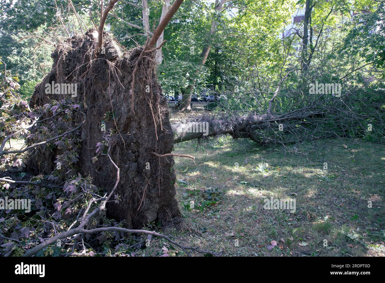 Wind fallen wood hi-res stock photography and images - Alamy