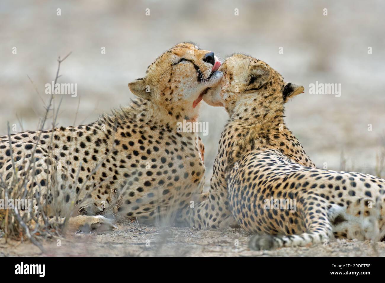 Pair of cheetahs (Acinonyx jubatus) grooming each other after feeding, Kalahari desert, South Africa Stock Photo