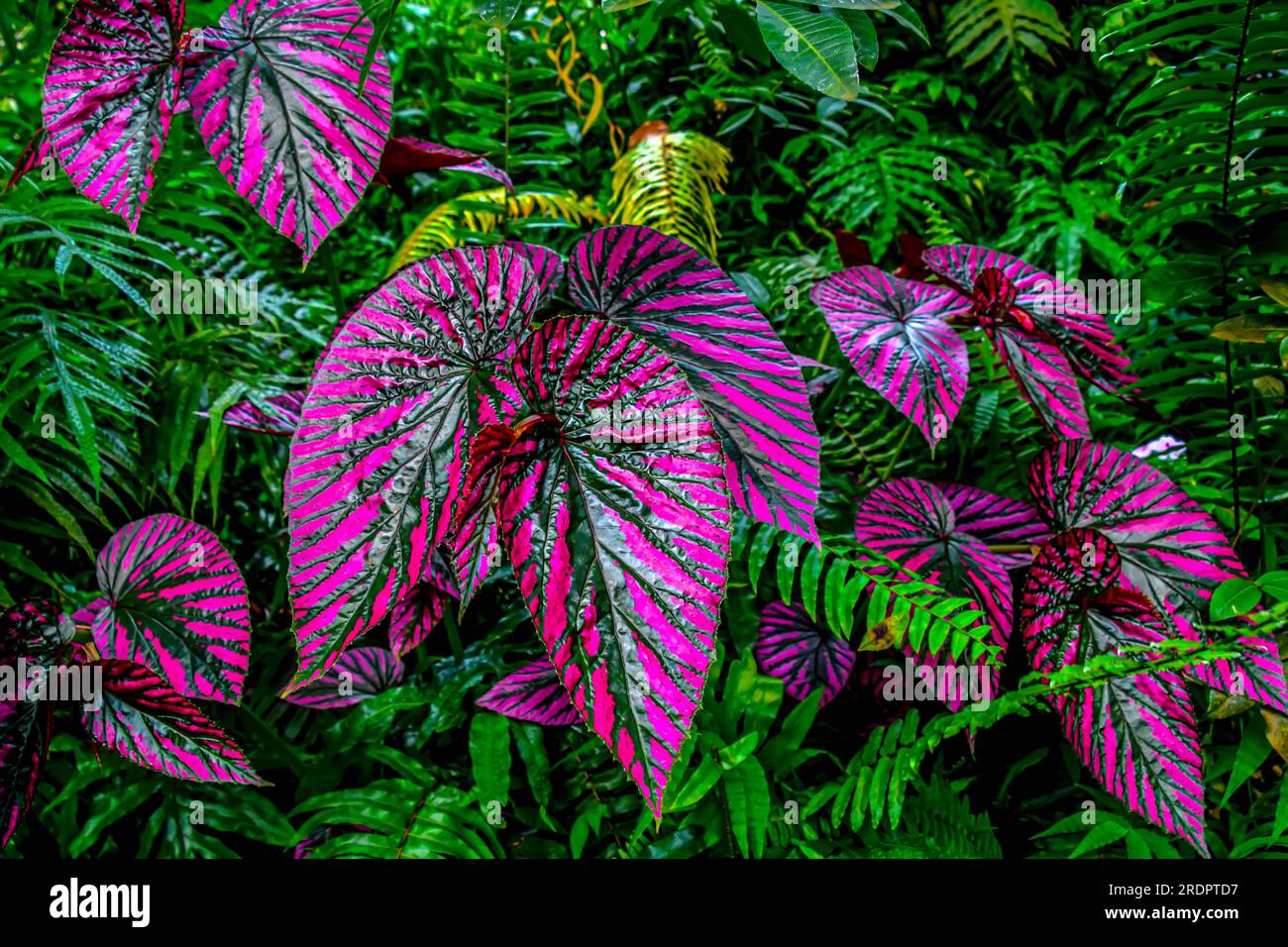Plants In The Jungle List At Sophie Denny Blog