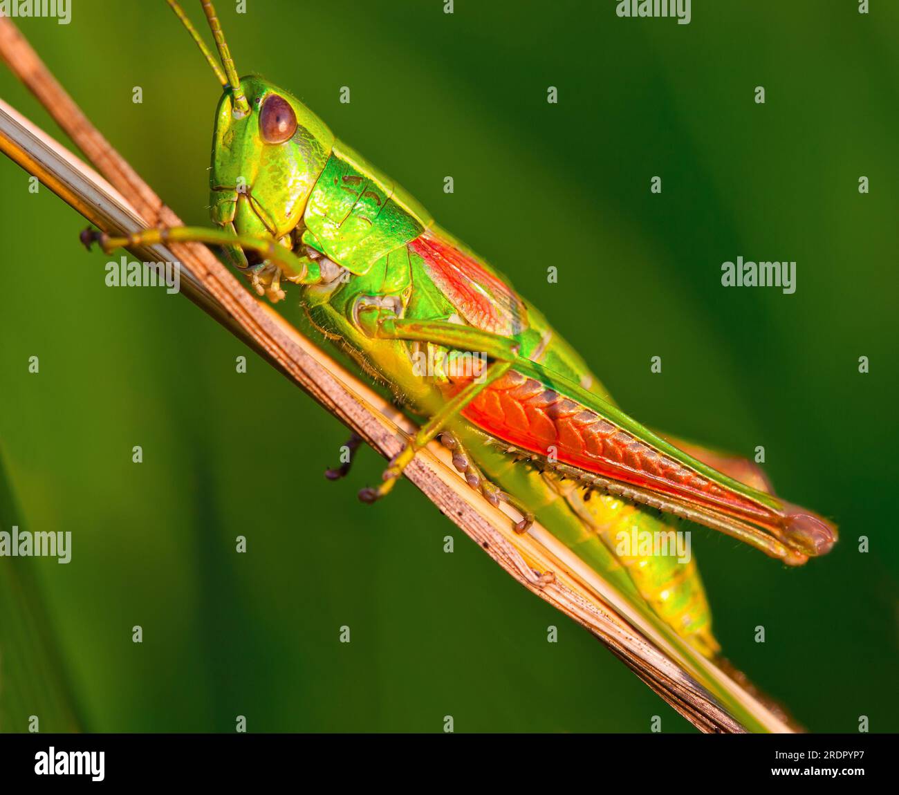 Grasshopper on a halm of grass in summer Stock Photo