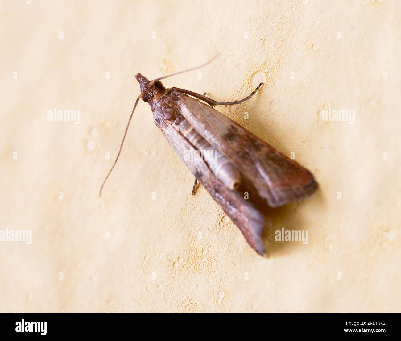 Flour Moth, Pantry Moth sitting on the wall (Ephestia kuehniella) Stock Photo