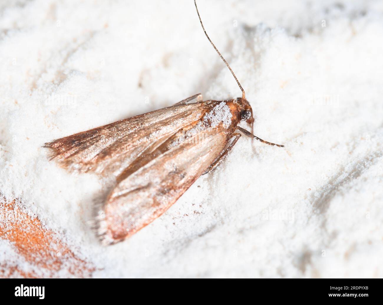Flour Moth, Pantry Moth (Ephestia kuehniella) Stock Photo