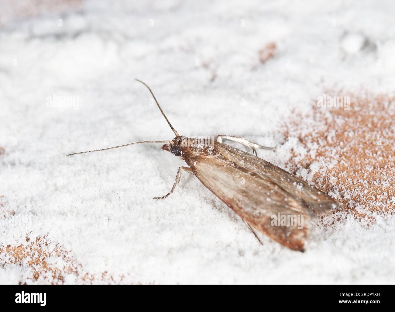 Flour Moth, Pantry Moth (Ephestia kuehniella) Stock Photo