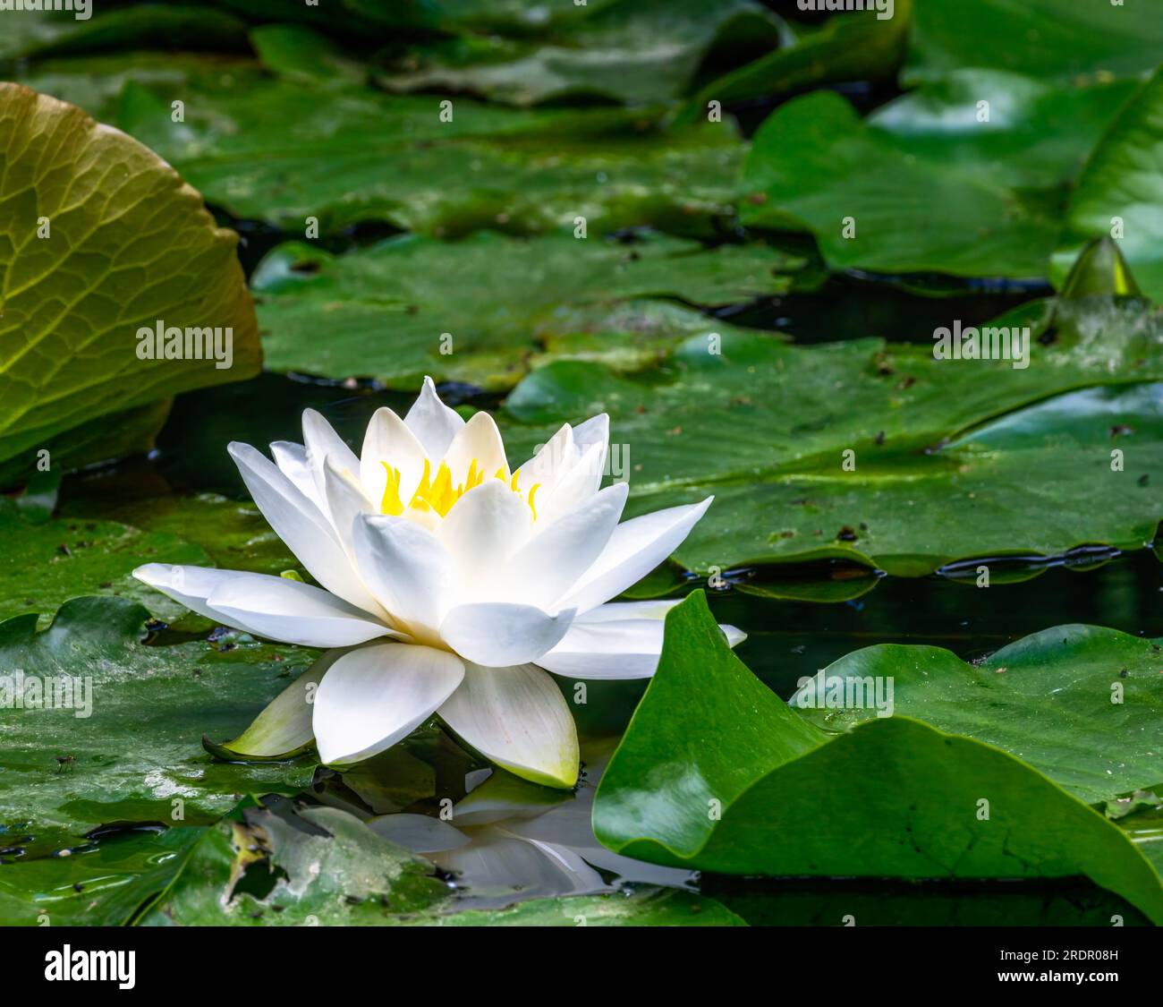 Closeup of a white water lilly blossom in a pond Stock Photo