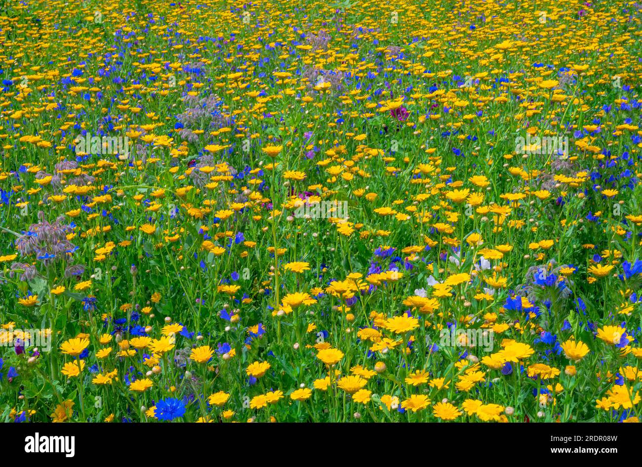 Beautiful background of a summer meadow with wildflowers Stock Photo