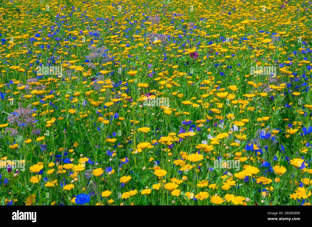 Beautiful background of a summer meadow with wildflowers Stock Photo ...