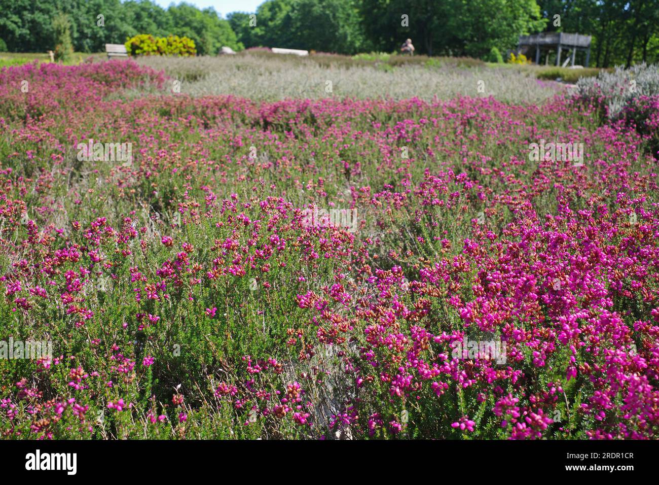 In the heather garden in Schneverdingen, Germany, heather is in bloom almost every month of the year. Even in July! In front is Erica cinerea Rote Ros Stock Photo