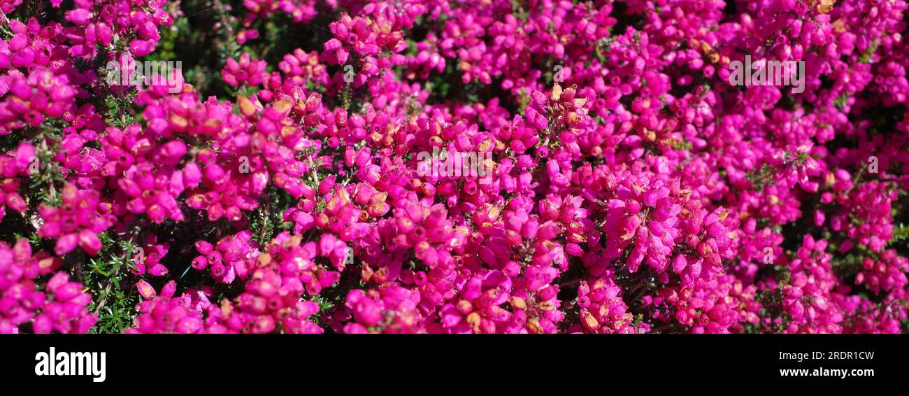 Erica cinerea Rote Rosita has numerous magenta flowers in summer Stock Photo