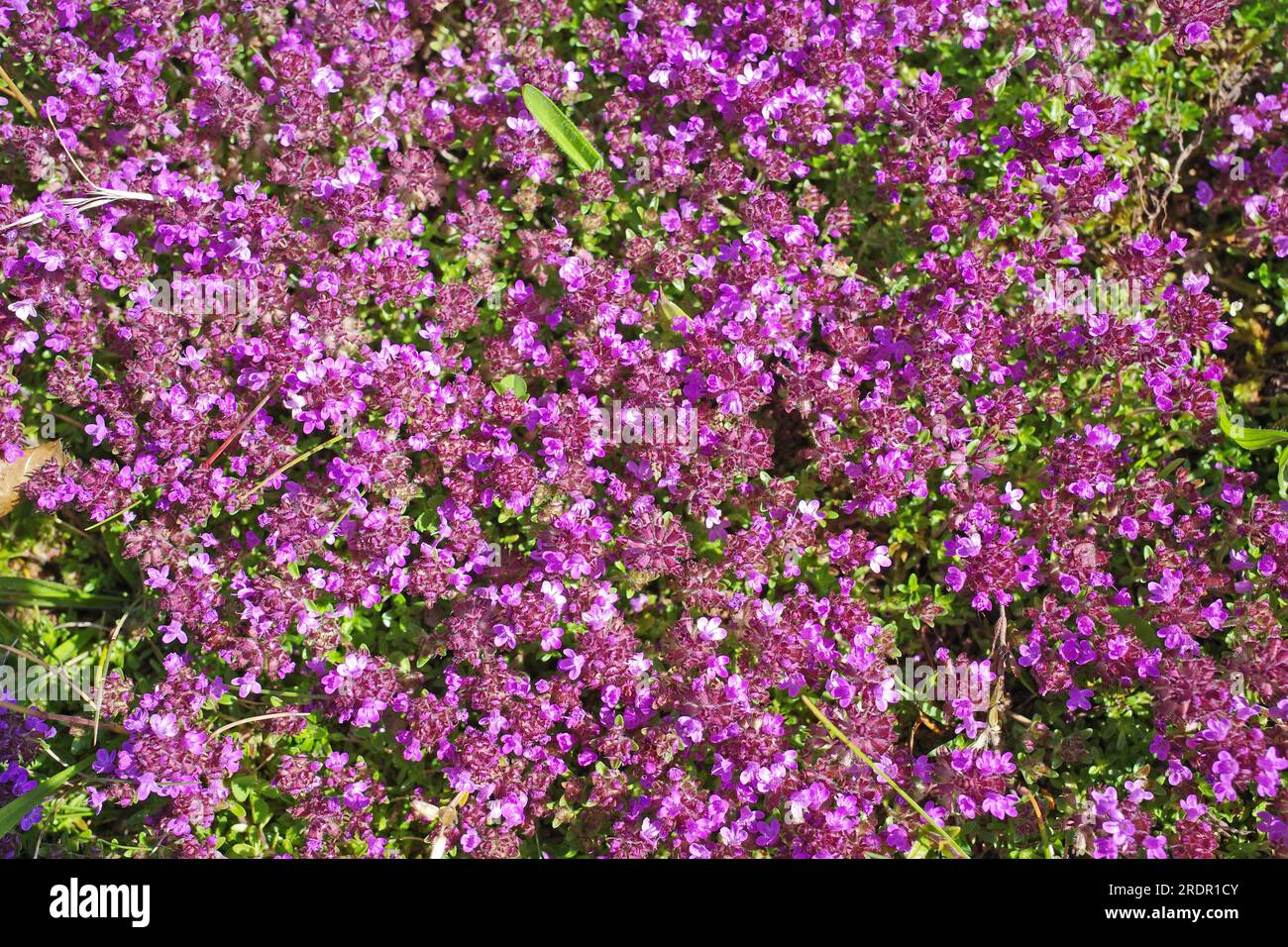 Thymus serpyllum or creeping thyme grows wild on the Luenerburger Heide in Germany Stock Photo