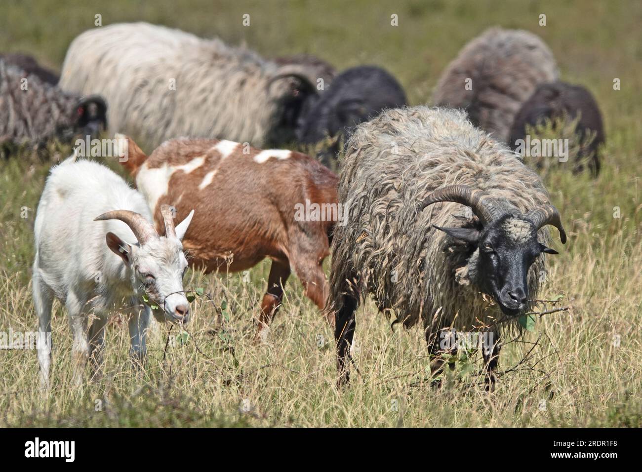A flock of sheep combined with goats on the Lueneburg heath in Germany. The sheep are of the Heidschnucke breed. The vegetation is dry. It has not rai Stock Photo