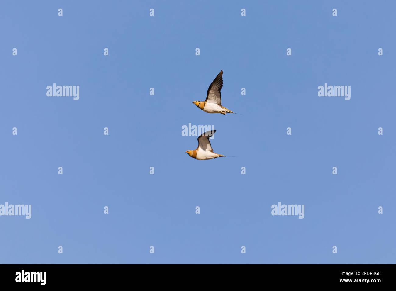 Pin-tailed sandgrouse Pterocles alchata, adult pair flying, Toledo, Spain, July Stock Photo