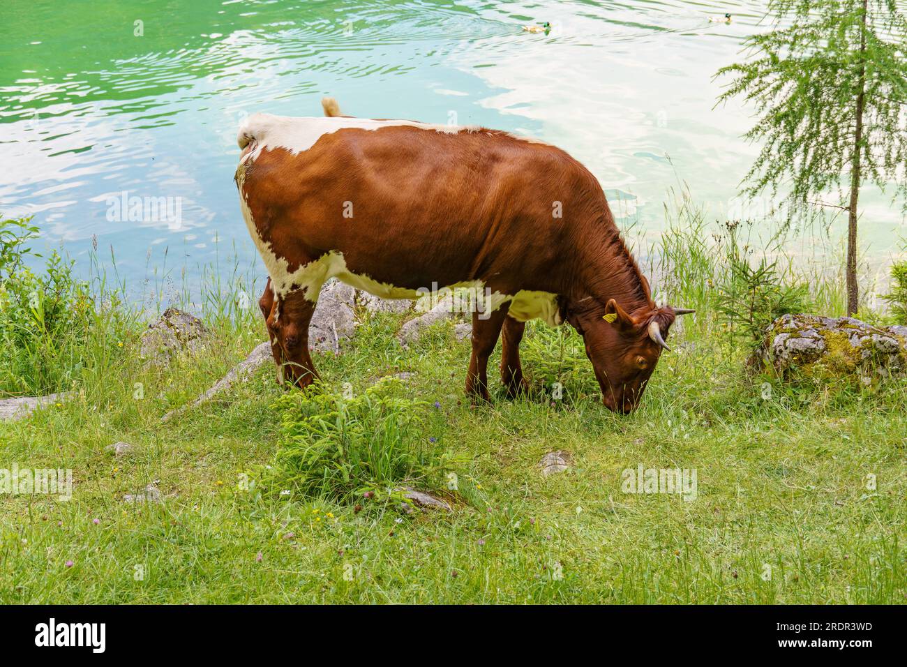 summer tiem in austria Stock Photo - Alamy