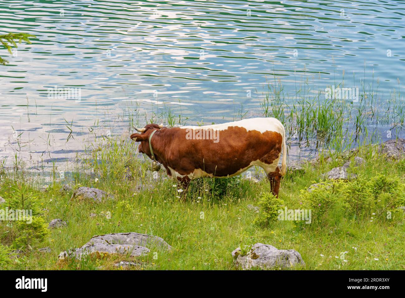 summer tiem in austria Stock Photo - Alamy