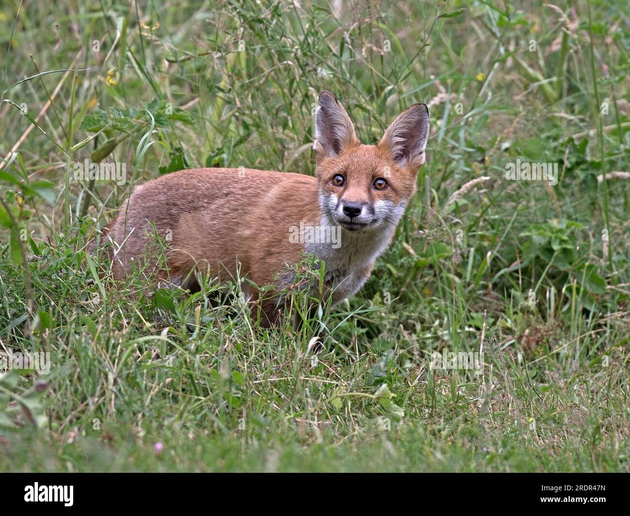 Red fox standing Stock Photo