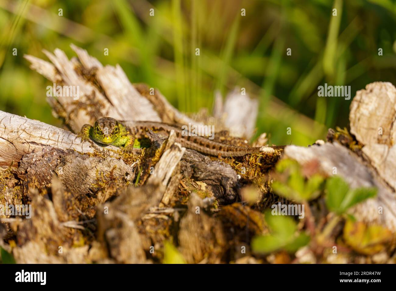 summer tiem in austria Stock Photo - Alamy