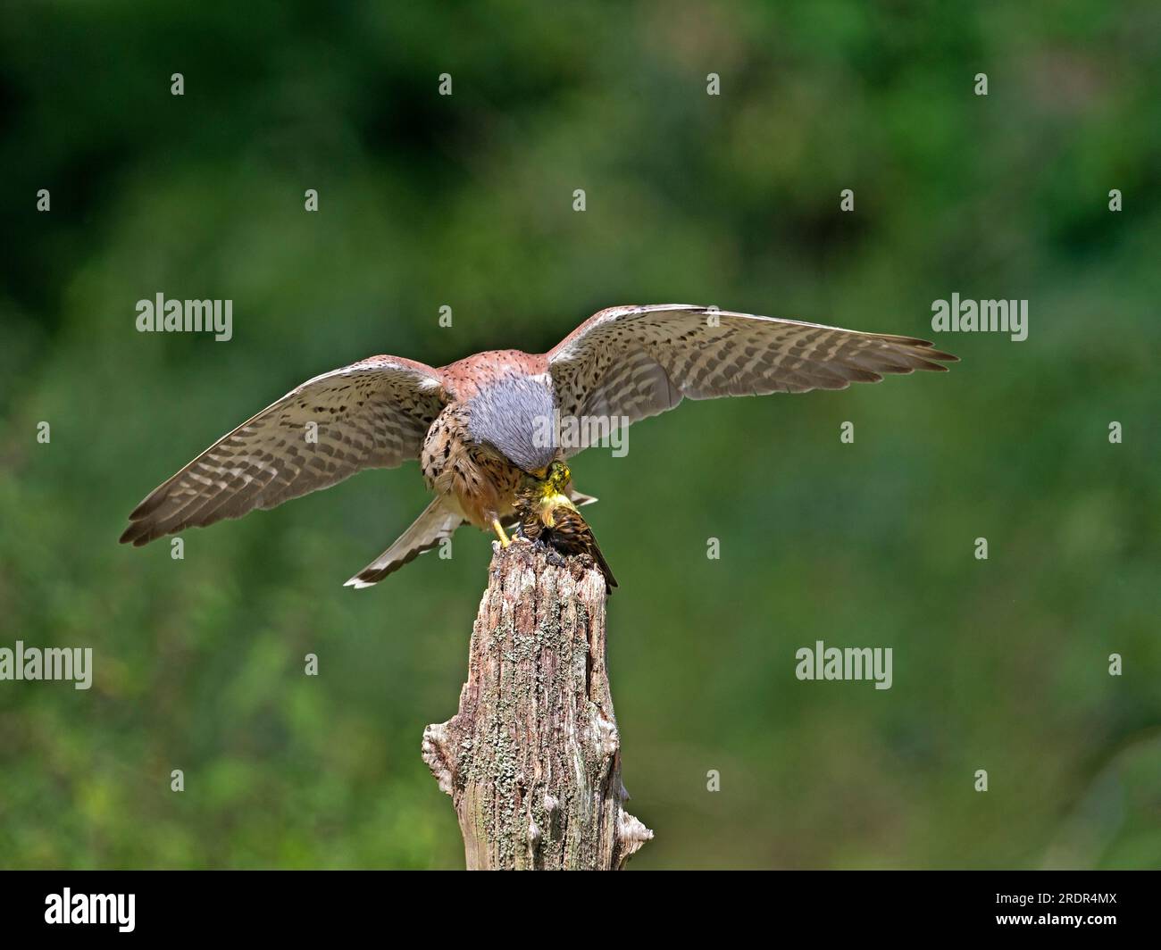 Falcon wings spread hi-res stock photography and images - Alamy