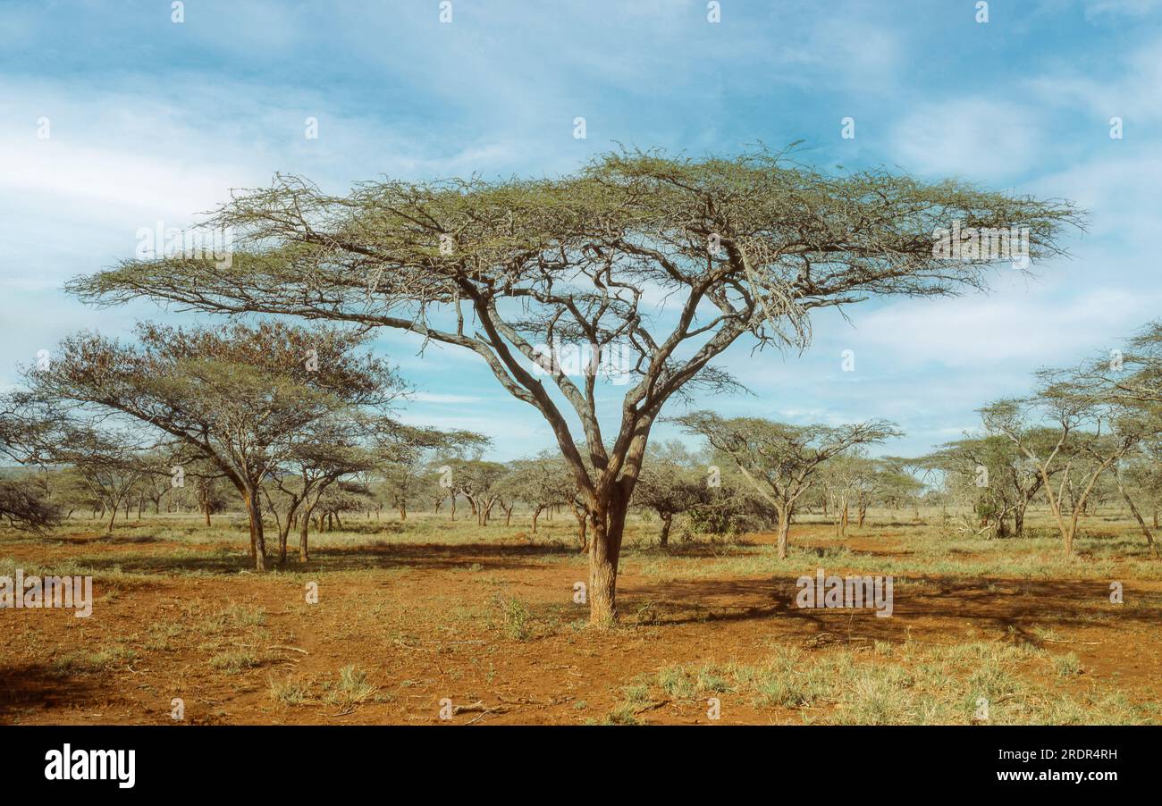 Umbrella thorn trees (Vachellia tortilis) growing in uMkhuze Game