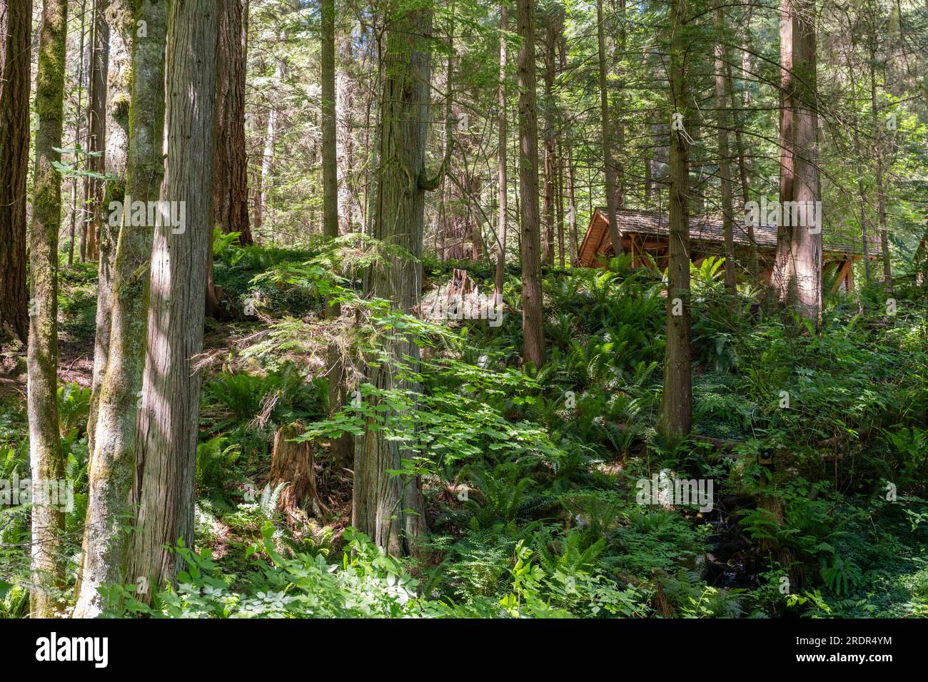 Capilano Suspension Bridge Park, Vancouver Stock Photo Alamy