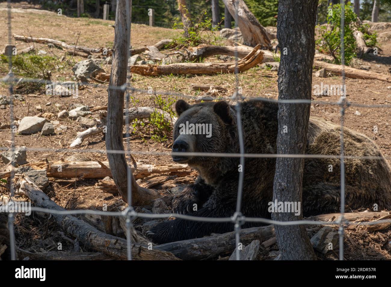 Grouse Mountain Grizzly Bears Stock Photo
