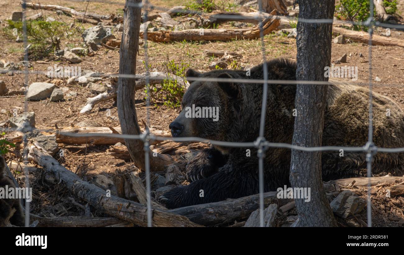 Grouse Mountain Grizzly Bears Stock Photo