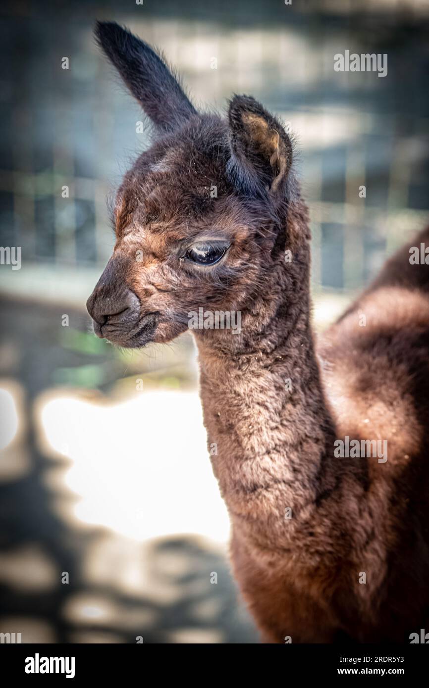 What a great alpaca, cute little animal Photographed in Hungary, baby alpaca Stock Photo