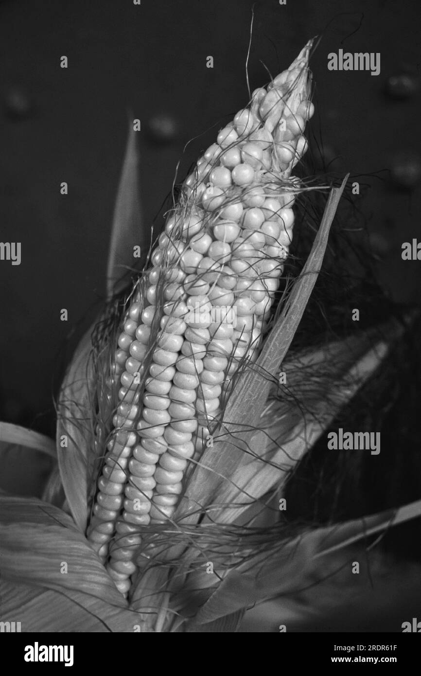 Black And White Indian Corn