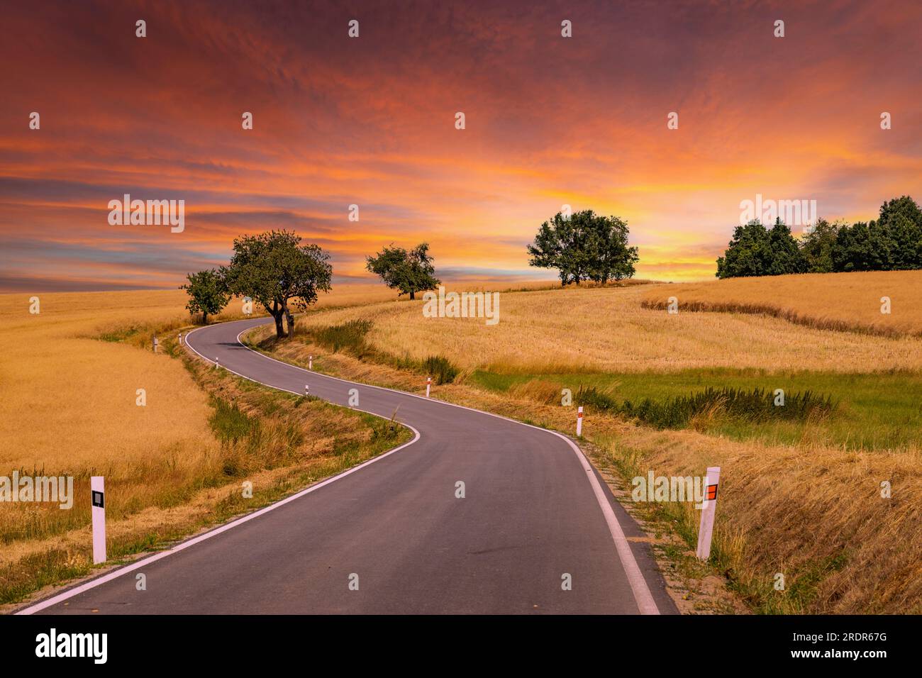 Road among summer ripe fields and cherry trees Stock Photo - Alamy