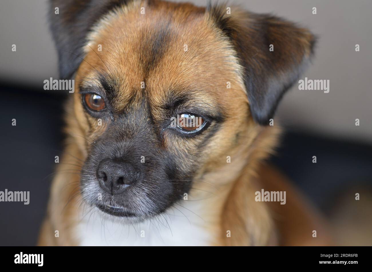 Portrait of a puggle, a crossbreed between an pug and a beagle Stock Photo