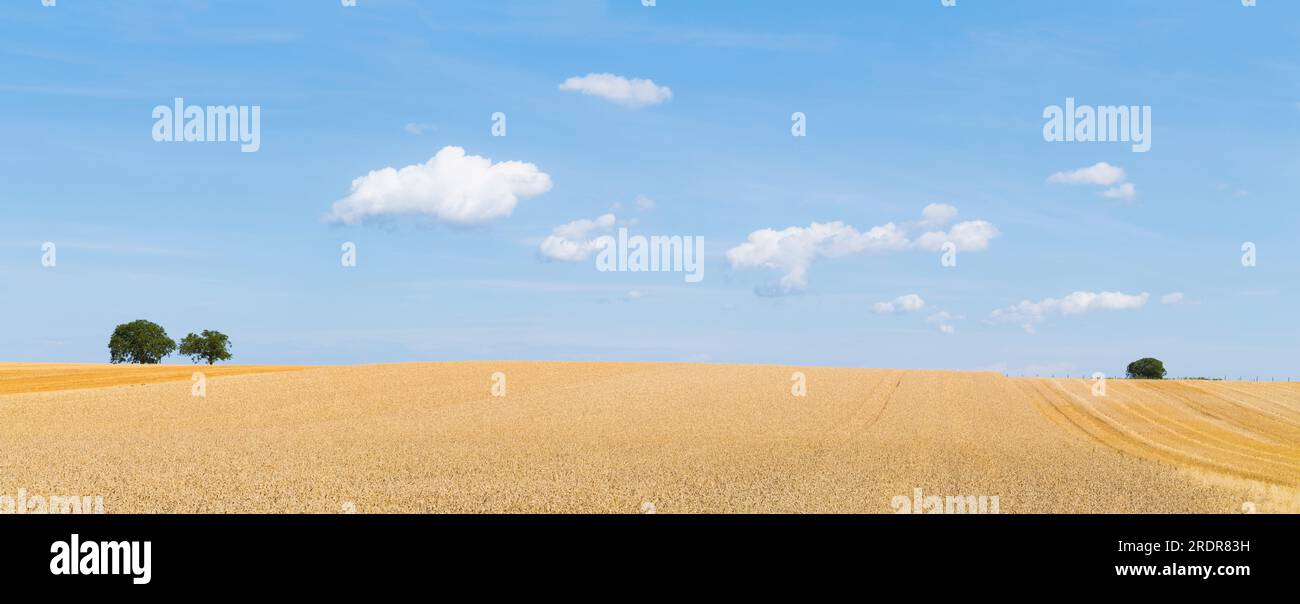 Wheat field under blue sky with clouds hi-res stock photography and ...