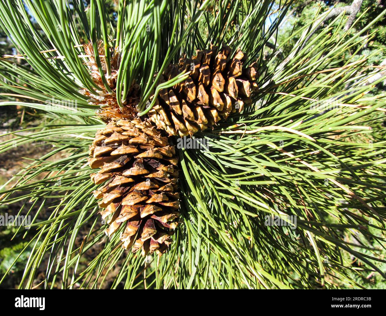 The cones and long bright green needles of a ponderosa Pine Tree, Pinus ponderosa, Stock Photo