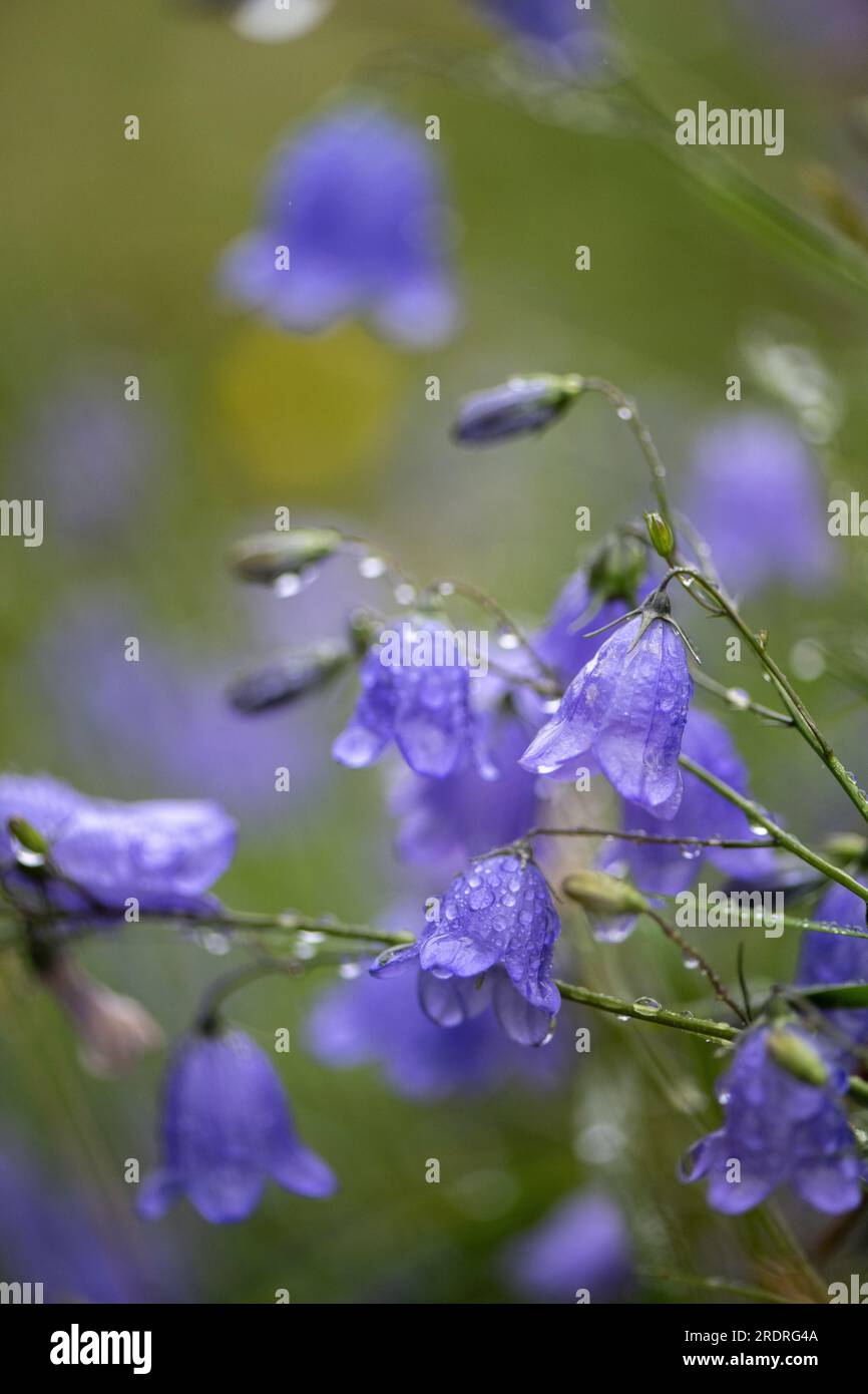 Harebells, Campanula rotundifolia,  in a wildflower meadow covered in gentle rainfall. Yorkshire Dales, UK. Stock Photo