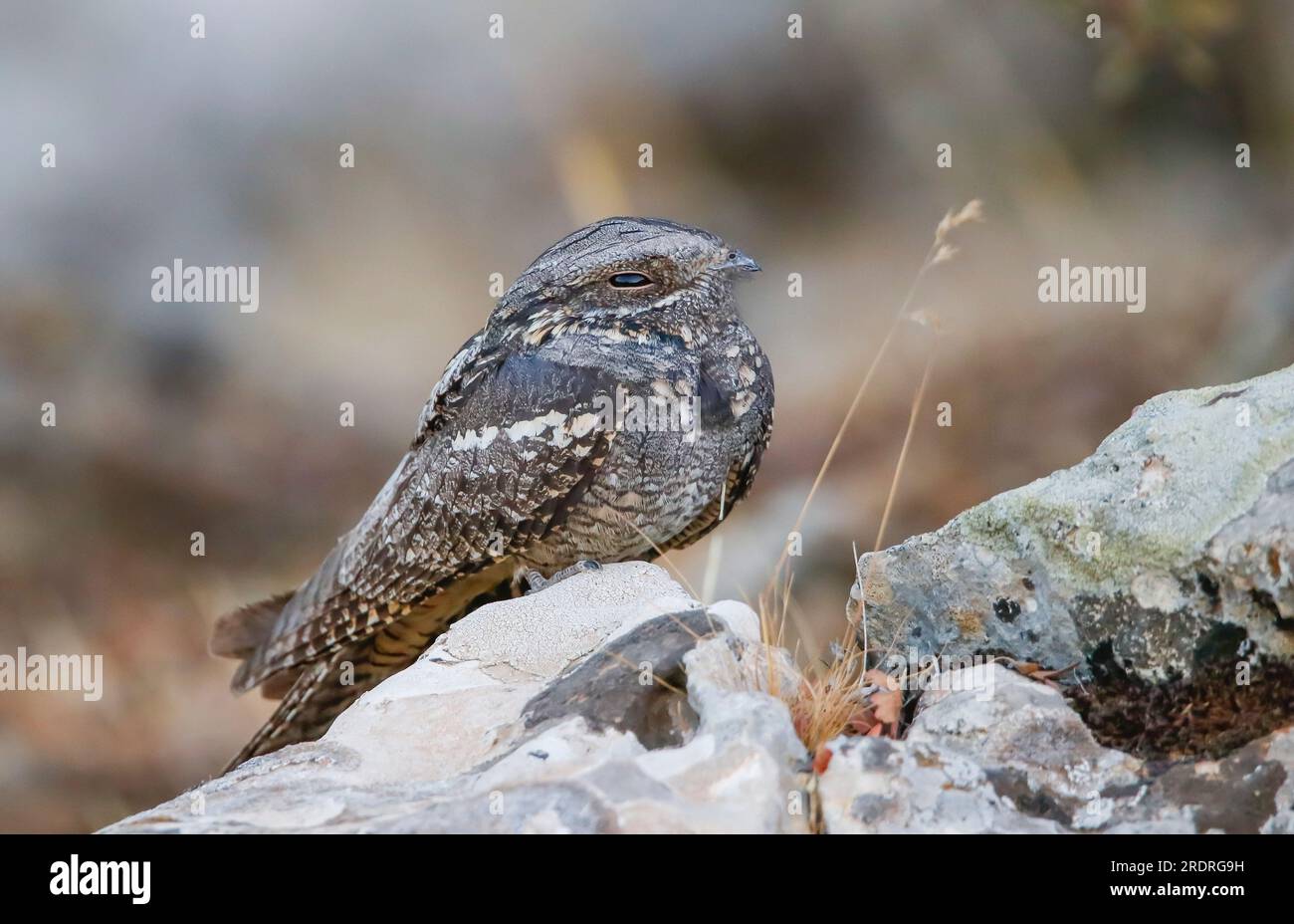 European Nightjar (Caprimulgus europaeus) is a night hunter. It feeds on insects and catches their prey in flight. Stock Photo
