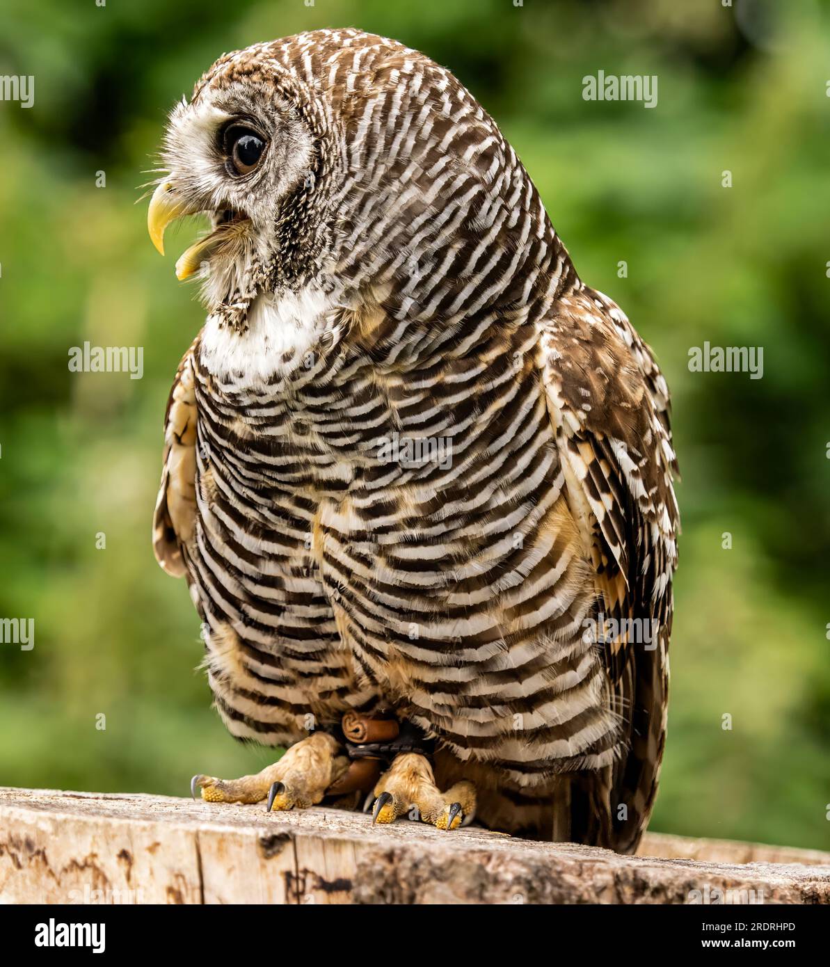 Captive Chaco Owl portrait Stock Photo