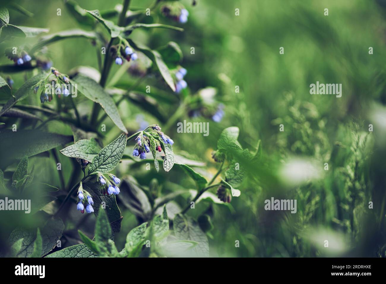 Close-up of the flowers of the blue comfrey (known as Symphytum caucasicum, benwell, Caucasian comfrey). A wild flower on a green blurred background. High quality photo Stock Photo