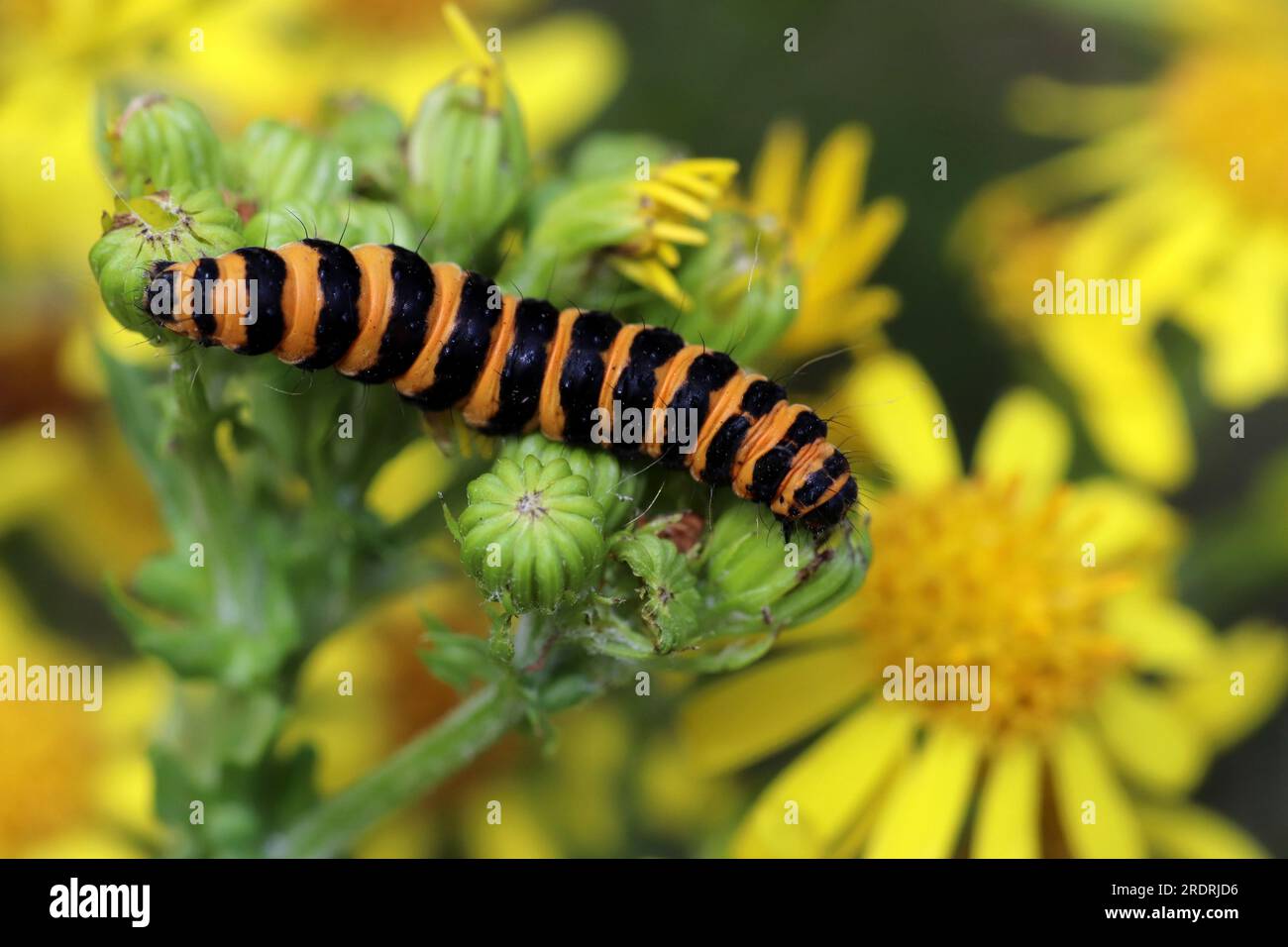 Cinnabar Moth caterpillar Tyria jacobaeae on Oxford Ragwort Senecio squalidus Stock Photo