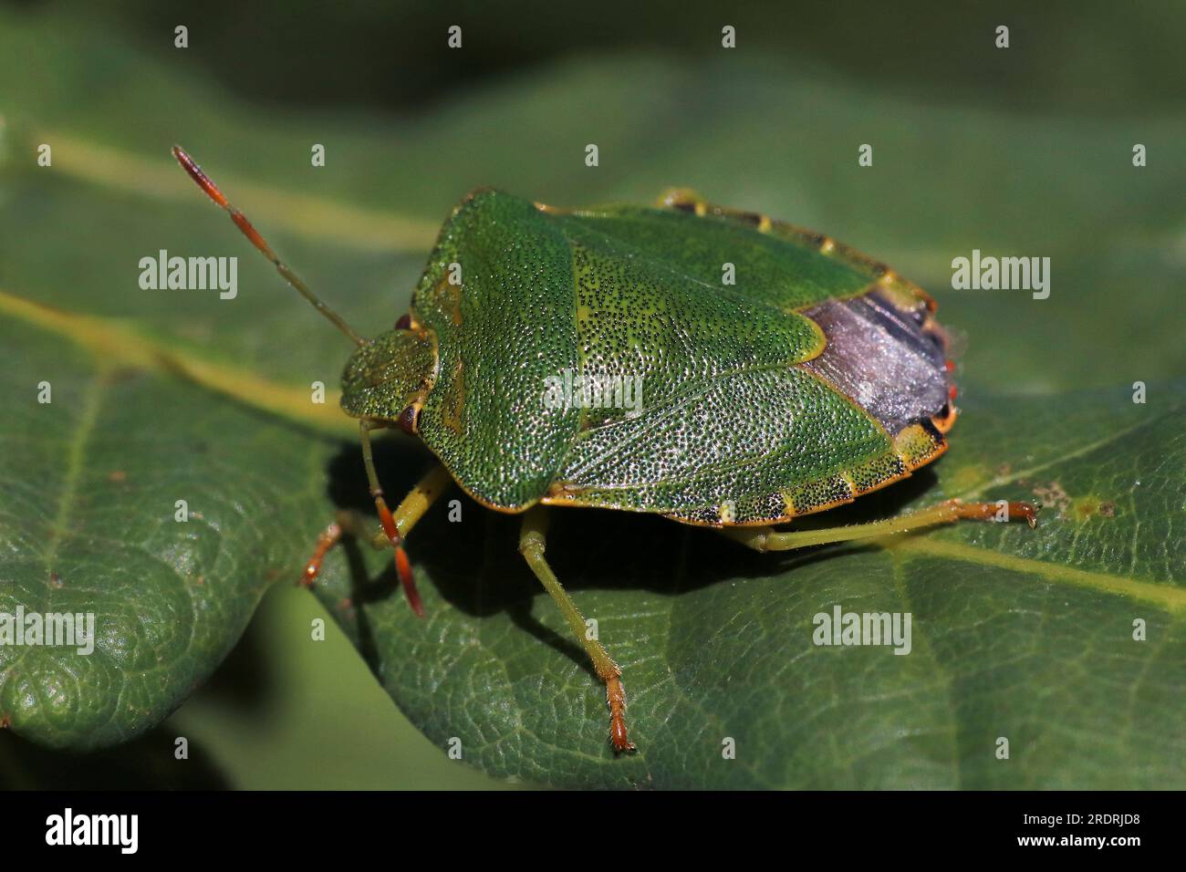 Common Green Shield Bug Palomena prasina Stock Photo