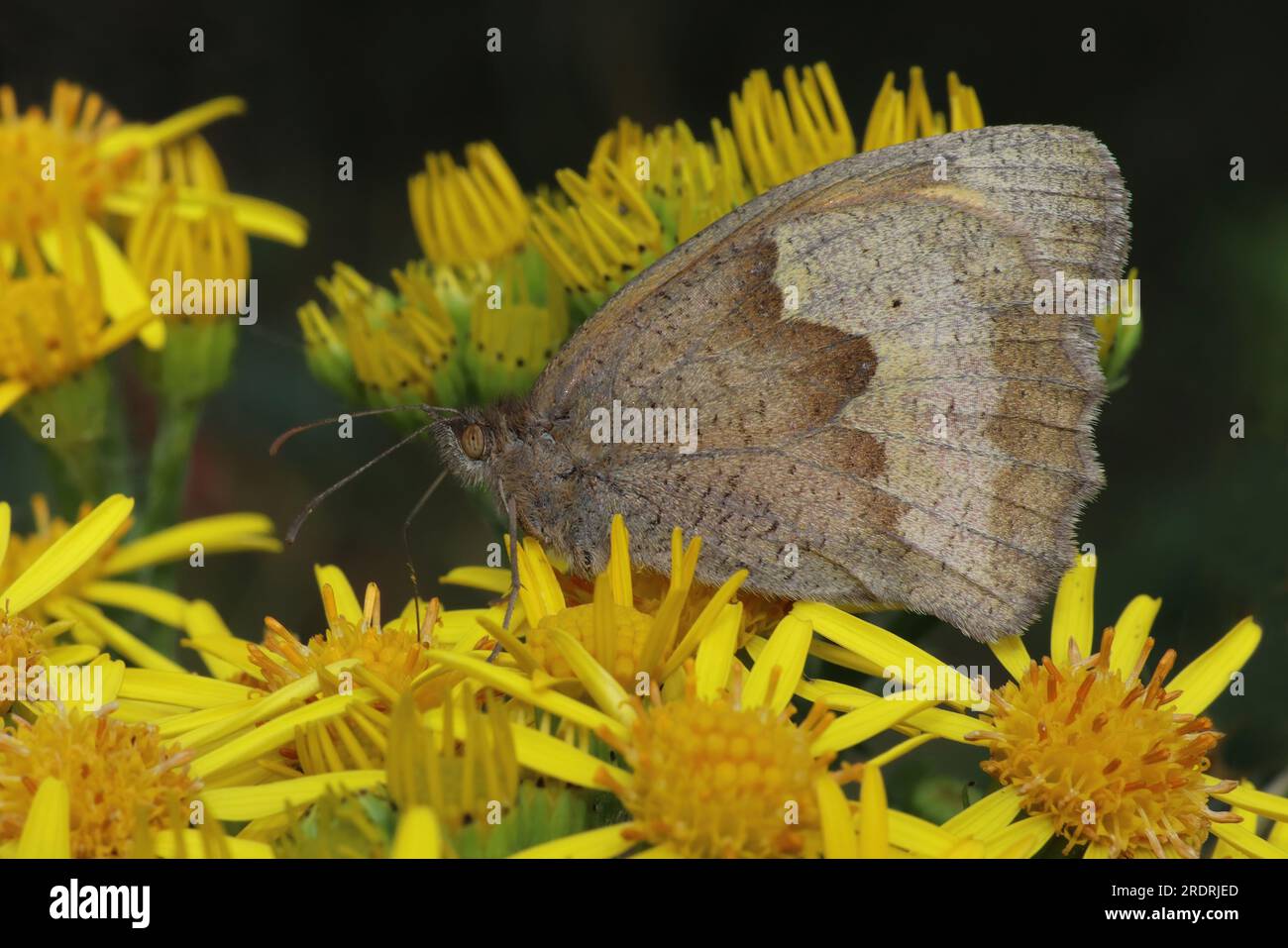 Meadow Brown Maniola jurtina on Oxford Ragwort Senecio squalidus Stock Photo