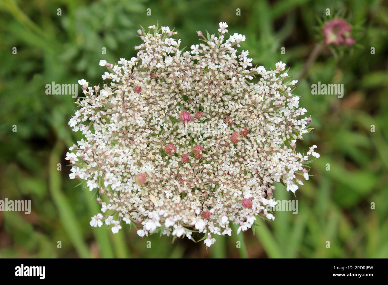 Wild Carrot - Daucus carota. Usually has one red flower in the centre. This umbel has numerous Stock Photo