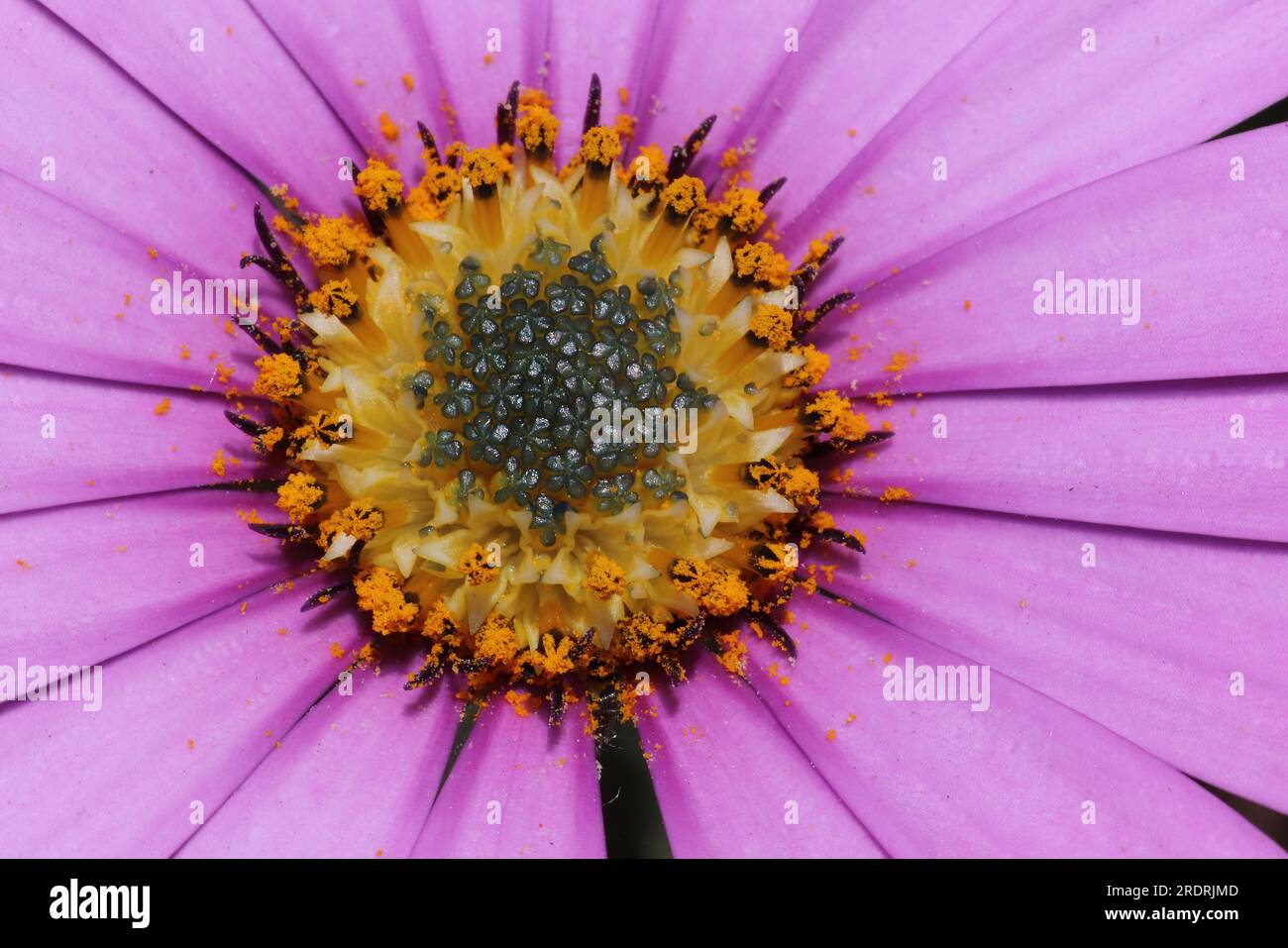 Pink Osteospermum Flower Detail Stock Photo