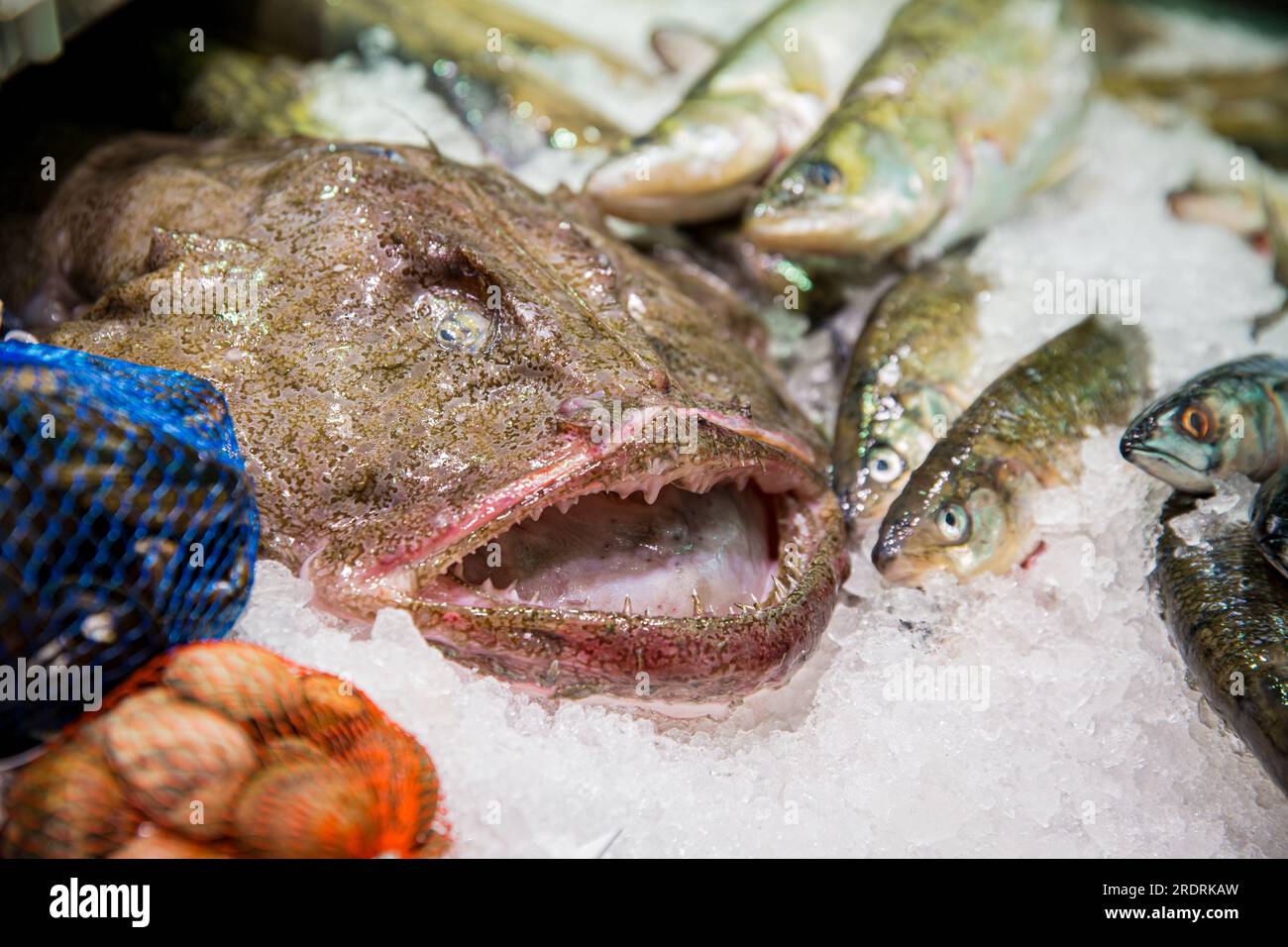 Fresh monkfish on the counter on the fish market. Stock Photo