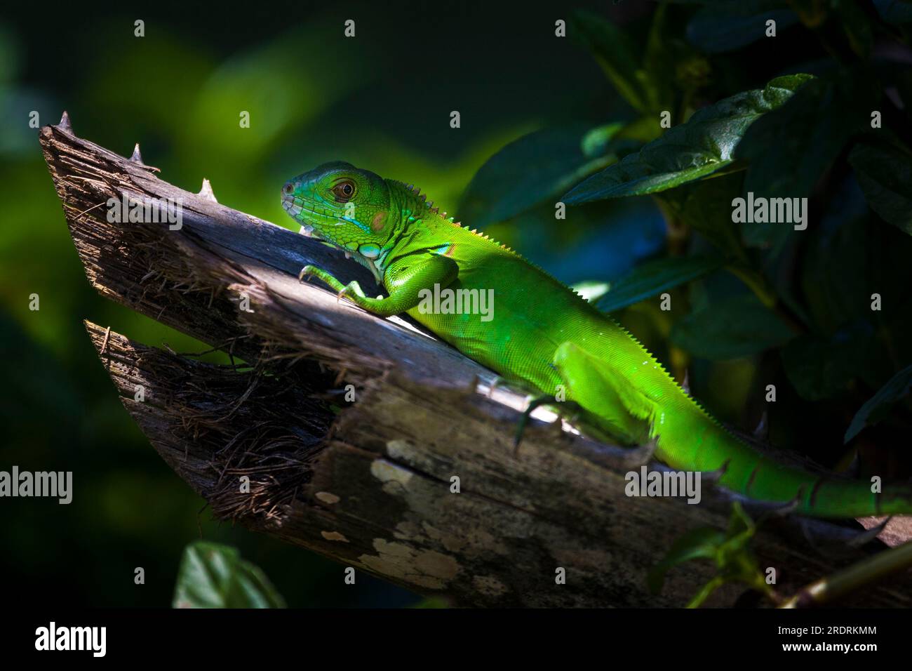 Juvenile Green Iguana at Coiba island national park, Veraguas province, Pacific coast, Republic of Panama, Central America. Stock Photo