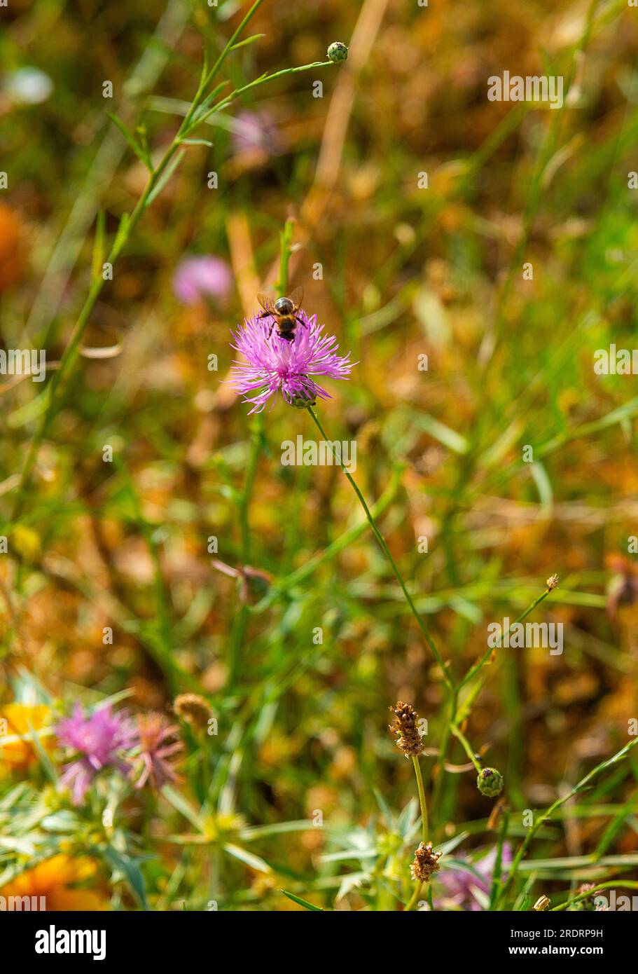 Insectos polinizadores hi-res stock photography and images - Alamy