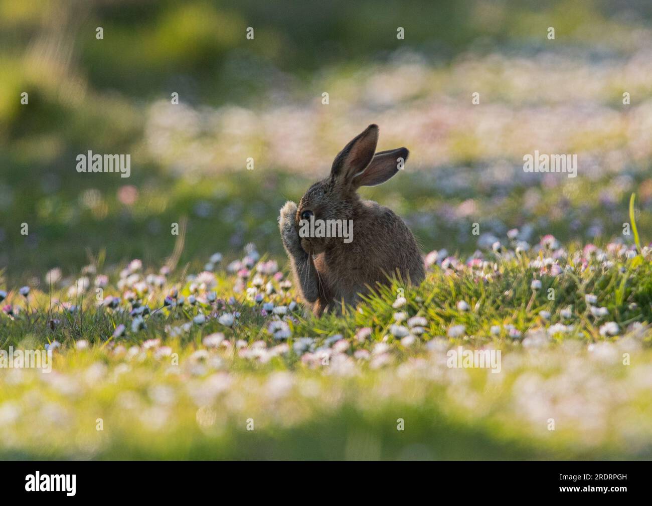 BIg Foot. A young  Brown Hare Leveret sitting in amongst the daisies whilst .  washing it's enormous foot . Suffolk, UK. Stock Photo
