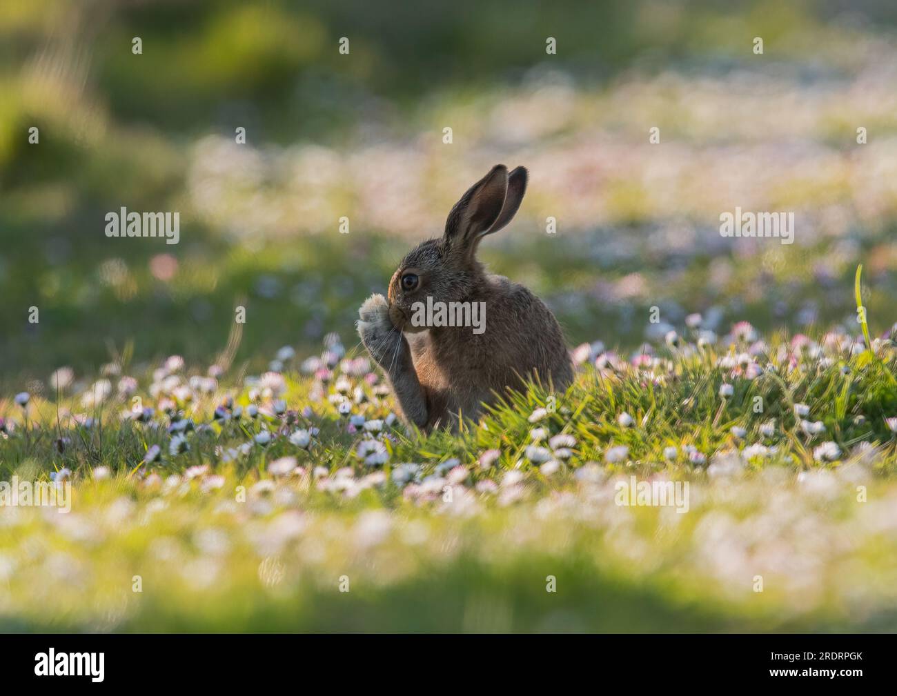 BIg Foot. A young  Brown Hare Leveret sitting in amongst the daisies whilst ckeaning and washing it's enormous foot . Suffolk, UK. Stock Photo