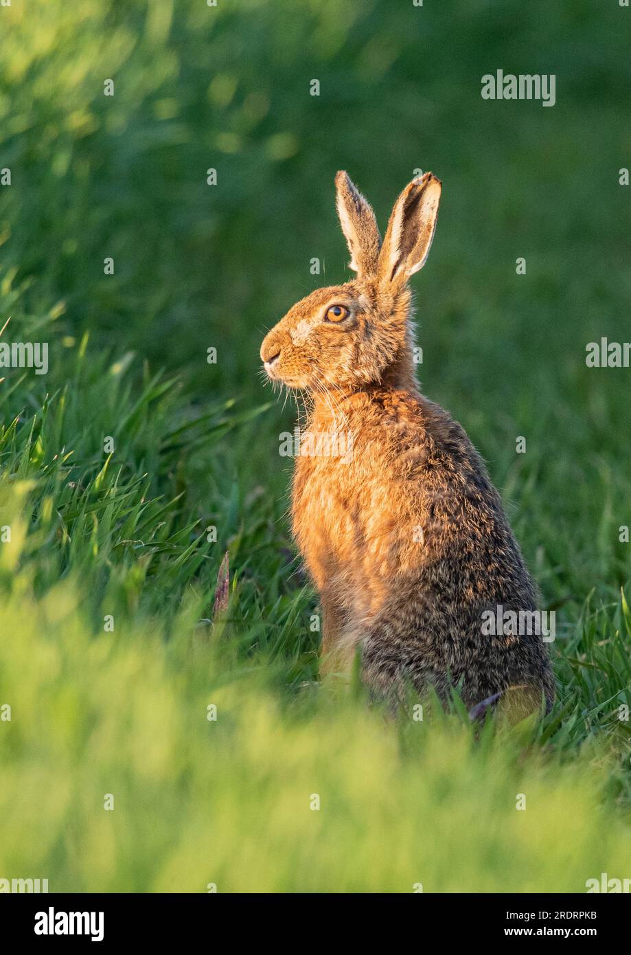 A close up  of a wild Brown Hare ( Lepus europaeus) highlighted by the sunshine. Sitting up  in the farmers crop of growing oats. Suffolk, UK Stock Photo